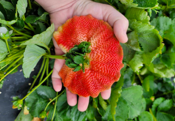 The cool weather has kept strawberries on the plant longer, making them sweeter and bigger — some even as big as Dover, Fla.-based Parkesdale Farms grower Matt Parke's hand.