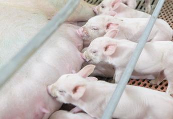 Report Shows California’s Prop 12 Could Increase Sow Deaths, Create Costly Pork for Consumers