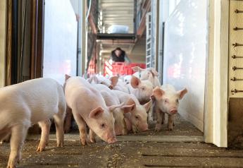 Cash Weaner Pig Prices Average $42.50, Down $0.22 Last Week