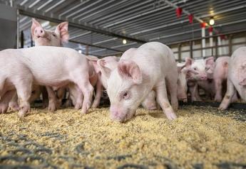 Gut Microbiome Key to Respiratory Vaccine Response in Pigs