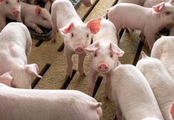 Cash Feeder Pig Prices Average $51.95, Up $1.77 From a Week Ago