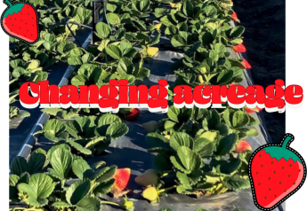 Why Southern California's strawberry acreage is slipping