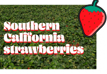 California strawberry supplies tight for Valentine’s Day 