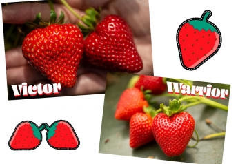 New strawberry varieties in the works for Southern California growers