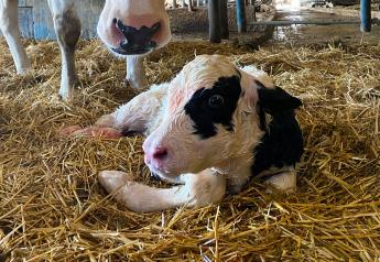 Milk Feeding Makeover for Young Calves