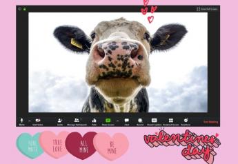 Cupid Helps Consumers ‘Date a Cow’ This Valentine’s Day