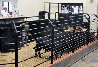 Cash Fed Cattle Lower, Calves Higher