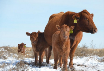 Very cold temperatures cause extra problems for cow calf producers as they strive to proper storage of important biological products that will be required for the health of the herd.