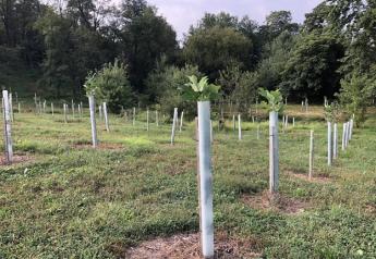 A newly installed forested buffer in Pennsylvania: Buffers, like these between farm fields and waterways, greatly improve nutrient loss from fields.  