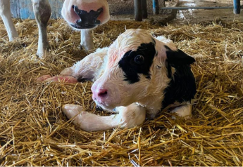 The Most Important Factor for a Calf’s Survivability 