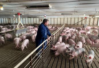 Cash Feeder Pig Prices Average $102.57, Down $2.44 Last Week