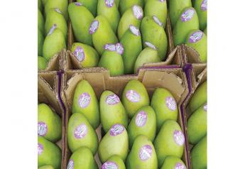 Retailers want ripe mangoes, fiberless varieties
