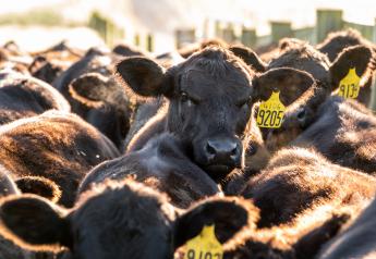 Cattle Inventory, Beef Cow Herd Decline 2%