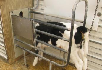10 Tips for Transitioning Calves to Autofeeders