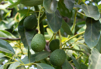 2021 California avocado crop will be smaller but within average range