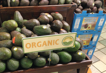 California organic avocados trending above category