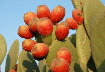 Cactus Pears: A Cash Crop?