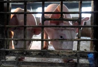 China's Sow Herd Shrinks in July, First Decline in Almost 2 Years