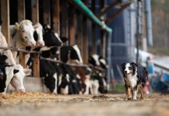 Farm Bureau Farm Dog of the Year Nominations Now Open