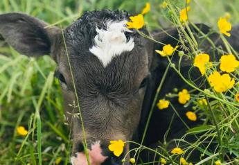 Spring Calving Reminders and Best Practices  