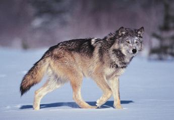 New Mexico Rancher Loses Grazing Permits Over Slain Wolf