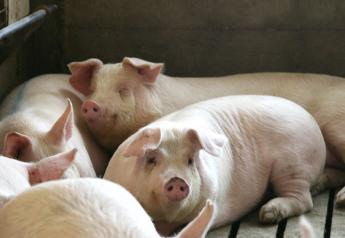 6 Tips to Help Sows Succeed During Gestation