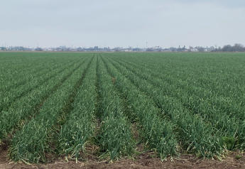 USDA gives South Texas onion growers another chance to support marketing order