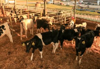 Replacement Heifer Prices Stay Flat