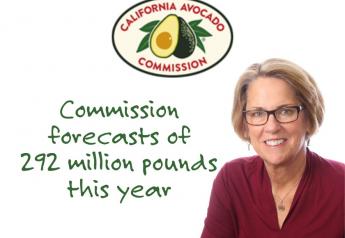 California Avocado Commission reports 8% reduction in crop estimate