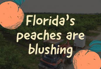 Florida’s peaches are blushing