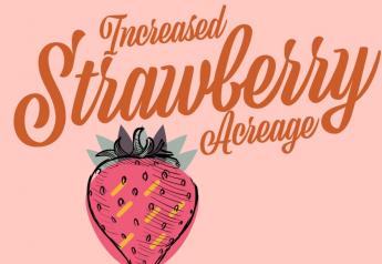 Increased acreage for California spring strawberries