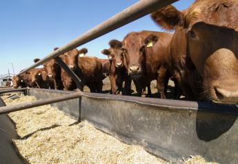 Feed Efficiency in Beef Cattle