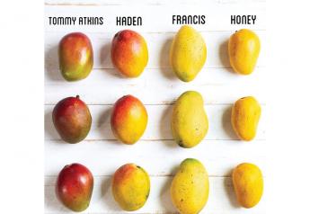 Good mango supplies expected for Cinco de Mayo