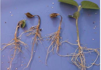 New Seed Treatment Offers Novel Active Ingredient To Address Pythium and Phytophthora