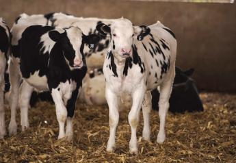 Do you have a Calf Herd Program?