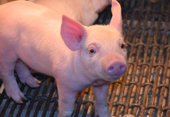Rapid Scours Diagnosis Key to Limiting Piglet Mortality