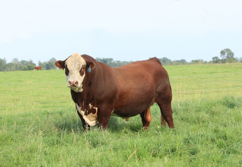 Quest for Hybrid Vigor Puts Herefords in Demand