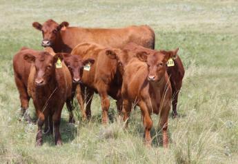 Beef Production Decreasing; Prices Higher