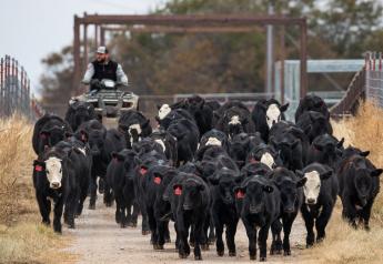 Stocker and Feeder Cattle Uneven Last Week