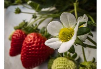 UC Davis releases two new strawberry varieties