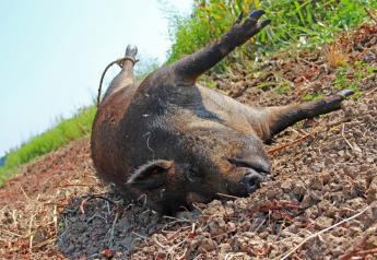 Wild Pig Explosion Starts in Belly of the Beast