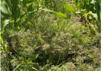 Three Herbicide-Tolerant Sorghum Technologies Finally Reach Farmers