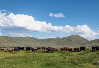 Beef Industry Optimism Fueled By Strong Demand 