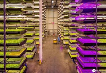 AeroFarms and Hortifrut announce research and development partnership to advance blueberry output in vertical farms