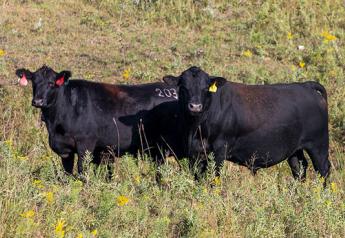 Evaluating Bulls For Breeding Soundness