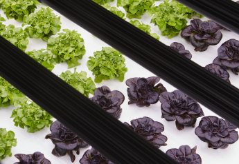 Bowery Farming lettuce now in 275 Acme, Safeway stores