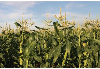 Florida scientists discover more about sweet corn