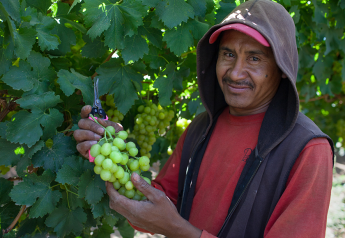 Divine Flavor/Grupo Alta observe Farmworker Awareness Week, expand Fair Trade grape program to Jalisco