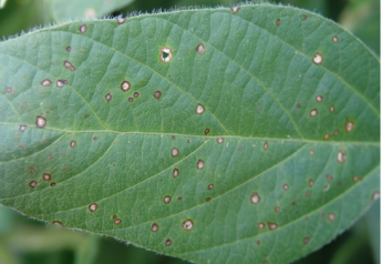 New, Free Publication Addresses Fungicide Efficacy For Soybean Foliar Diseases