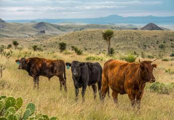 Feeder Cattle Receipts Higher, Prices Lower